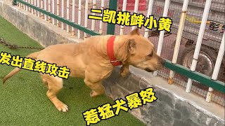 二凯开车挑衅杀人犬，小黄兽性大发强行攻击，画面堪称国际大片