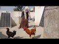 Bhoot ne hens ko utha lia 👹👹🐓🐓🐔🐔🦤🦤