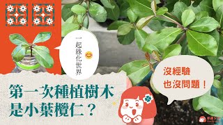 第一次種樹結果好像是小葉欖仁？《幸運少女的花園-小葉欖仁 ... 