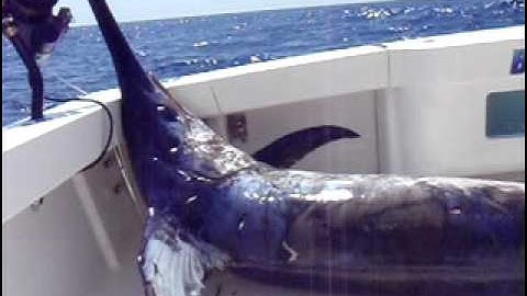 Big swordfish 650lbs  on the Booby Trap!
