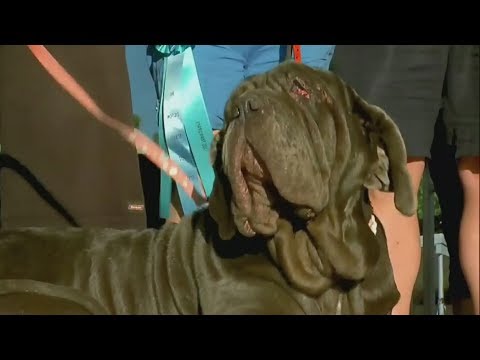 Video: Bersahaja Canines Bersaing untuk 2013 Anjing Ugliest Crown Dunia