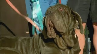 The World's Ugliest Dog: Meet the canine crowned for 2017