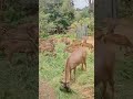 #shorts #bannerghattanationalpark #karunateluguvlogs