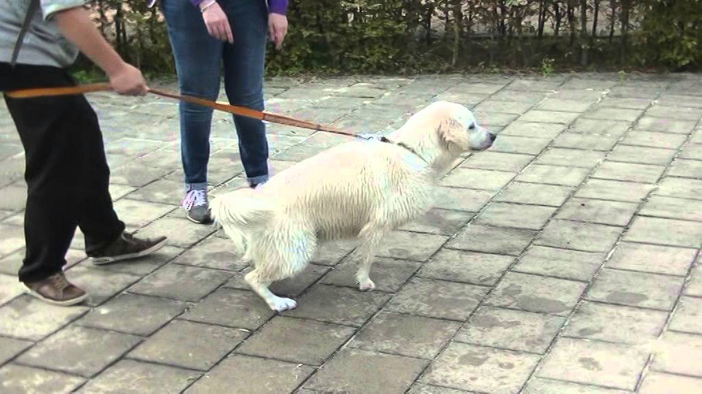 Hondenplons Eibergen 2015