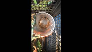Veiled Chameleon Eating!!