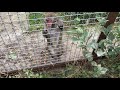 Малыш в семье макак любит угощения! Тайган The kid in the macaque family loves treats! Taigan