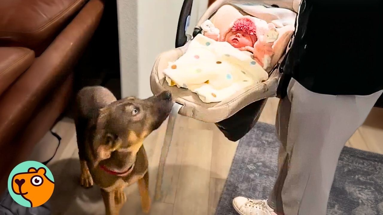 Dog Meets A Baby For The First Time And Melts Instantly | Cuddle Buddies