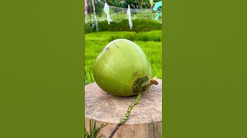 Perfect Green Coconut Cutting Skills #coconut #cuttingskills #asmr #trending #shorts