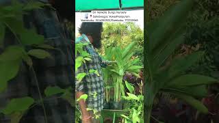 Sri Venkata Durga Nursery #svdnursery#wholesalenursery#shortsviral#viralvideos#youtubeshorts#videos