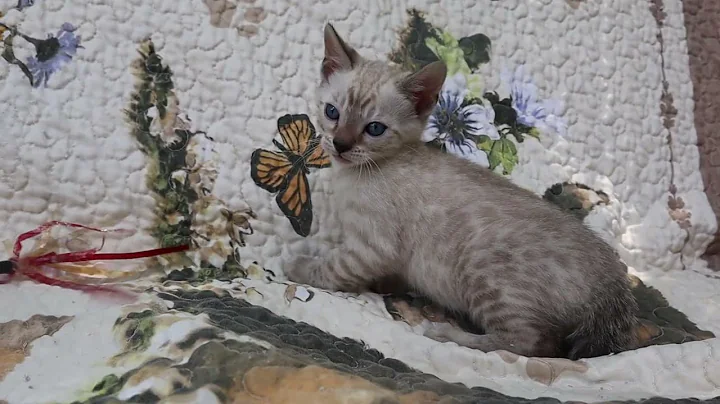 Watch the video about Swoon6wksp