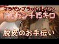 【脱皮のお手伝い】おとなしすぎる巨大ニシキヘビが身を任せます