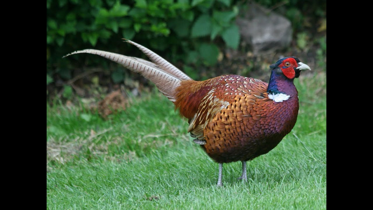 all about pheasants