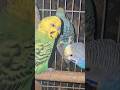 The Vibrant World of Budgies 🌈 #birds #parakeet #shorts #viral