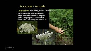 Field Botany: Campanuliids