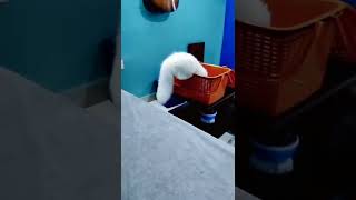 how to train your cats.Turkish angora cats..