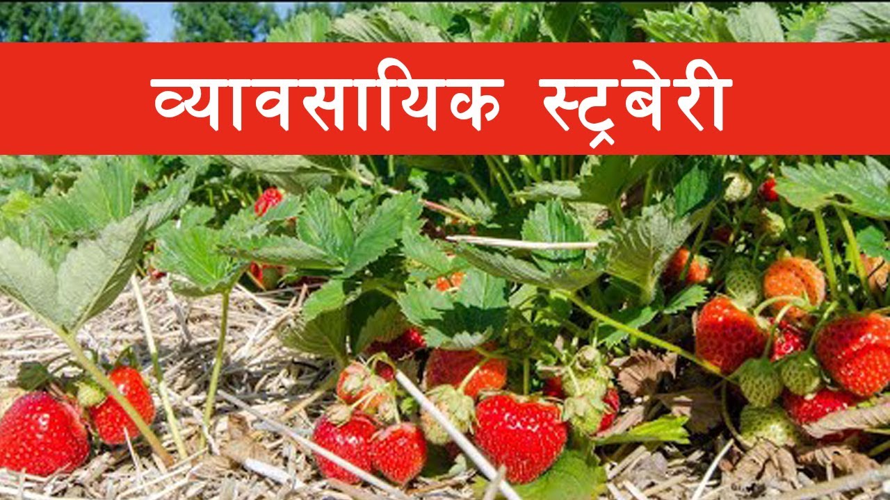 strawberry farming In Nepal स्ट्रबेरी YouTube