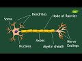 Structure and functions of Neurons | Animation | Cell Biology | Basic Science Series