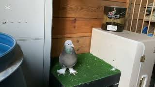 Yineşampi̇yonbir Kapı Adalilar Sebahatti̇n&Selçuk Adali Bu Mezati Kaçırmayın Dostlar.