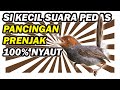 Masteran Prenjak Kepala Merah Jantan Betina Gacor Pancingan Prenjak Mp3 - Mp4 Download