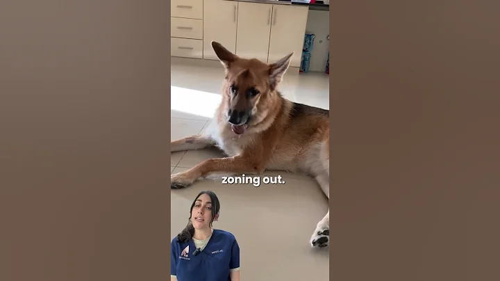 Are all seizures in pets the same?!? #shorts #vet #neurovet #dog #petseizure