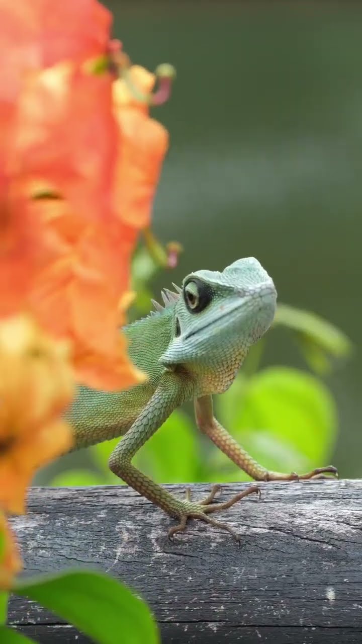 Green Crested Lizard (𝘉𝘳𝘰𝘯𝘤𝘩𝘰𝘤𝘦𝘭𝘢