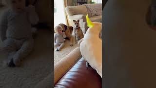 Babagais Strafarbeit Und Er Schläft Ein