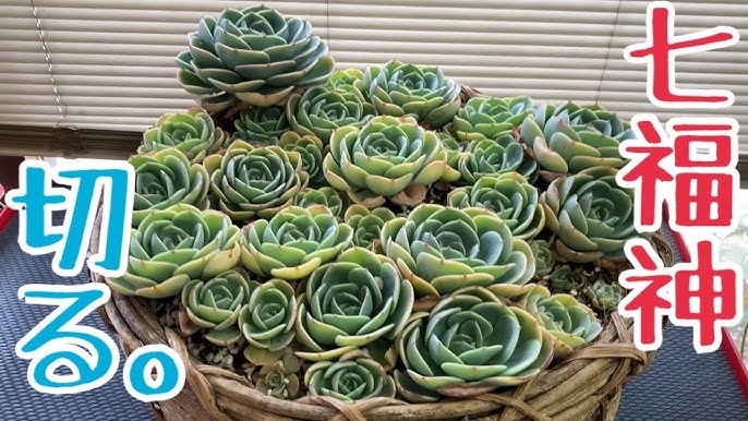 多肉植物 我が家のハオルチアの紹介と花芽カット Youtube 多肉植物 我が家のハオルチアの紹介と花芽カット Youtube