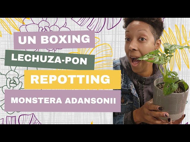 Un Boxing Lechuza-PON | Repotting Monstera Adansonii - YouTube