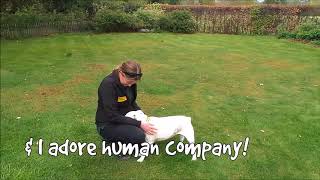 Dogs Trust Shoreham - Rosie