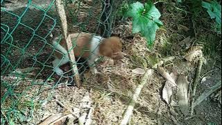 Bersiar dikawasan ternakan Itek dan Ayam diwaktu petang. Mari gais bersamaku dengan aktivitinya.