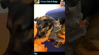 Funny Cat and Dog Videos #cat #dog #shorts #pets #funnycats #funnydogs #cute #cutecat