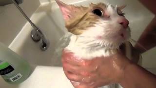 Cat doesn't want to take a bath! 33