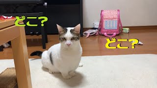 見失ってキョロキョロする猫