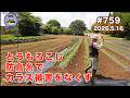 【とうもろこし】 第759話、収穫間際に食い荒らしにくるカラスを防ぎます。#オーガニック栽培 #家庭菜園 #農業VLOG