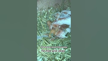 Java Bird Egg Hatching Time #reggaeton #birds #javabirds #javabreeding #aviary #pets #birdslover