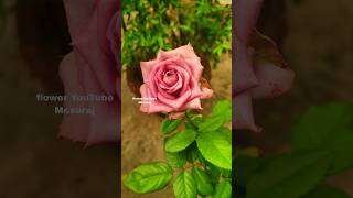 #status #flowers #garden #nature #rose #love #shorts #beautiful #like #comment #shere #vairal