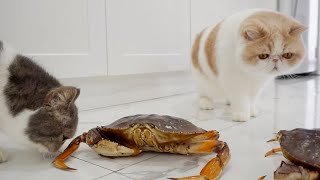 Cats and Crabs by Snoopy and Doby 4,718 views 2 years ago 1 minute, 22 seconds