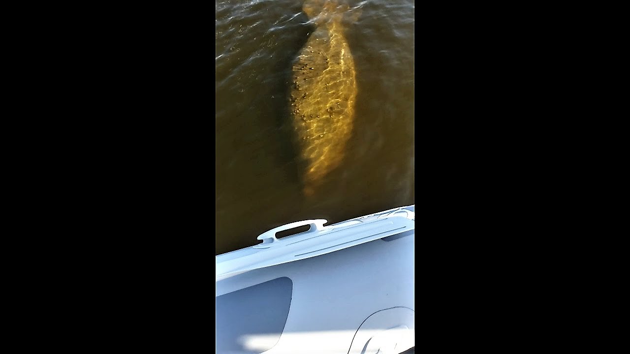 Manatees At My Sailboat!