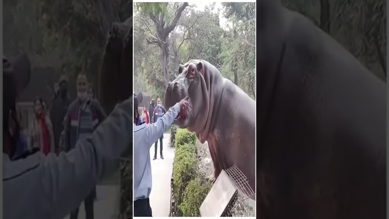 Security Guard Slapping A Hippo Wow
