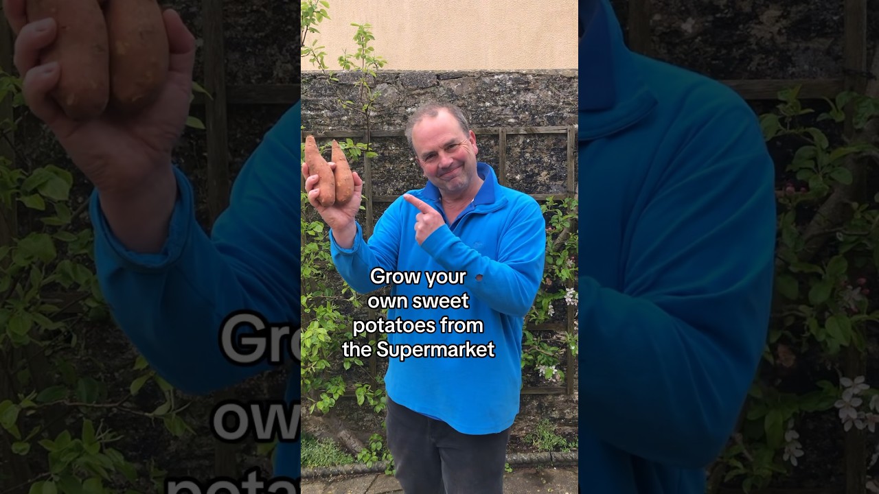 How to grow sweet potatoes from the supermarket #growyourgroceries #gardeningforbeginners