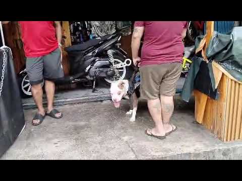 AMERICAN BULLY DOG #bullydogs