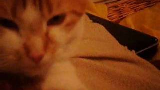 Famous Cat given evil eye Profile