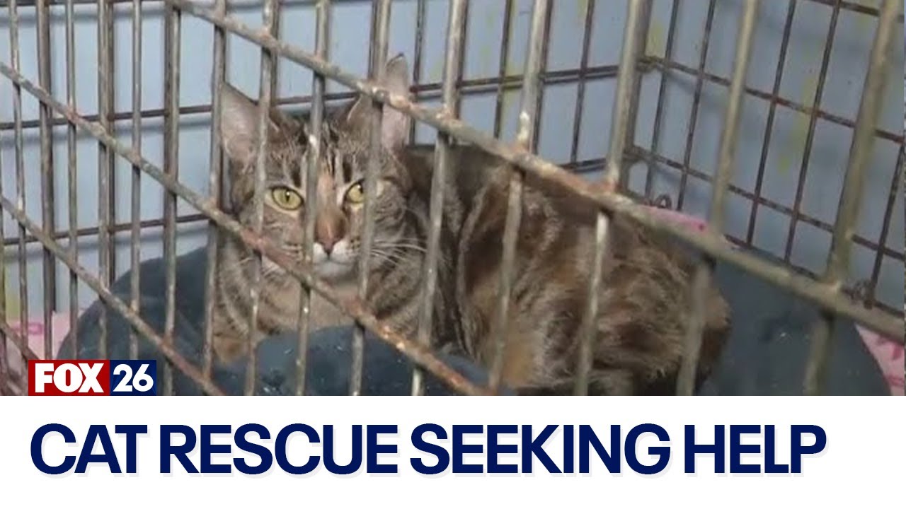 Houston cat rescue non-profit needs your help