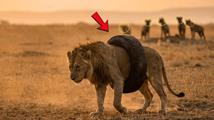 A Man Discovers a Lion Trapped in a Tire for 2 Years — Then Their Incredible Story Begins!