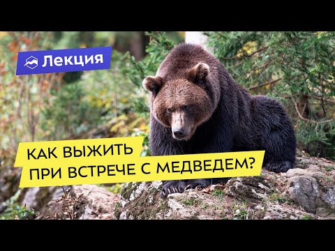 Как выжить при встрече с медведем?