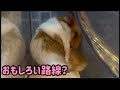 たまごもやっぱり「おもしろい路線？」我が家のハムスターは個性派ぞろい。 Tamago too is "funny style"? Our hamsters are unique.