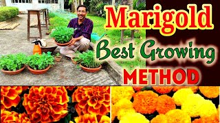 The Best Method of Growing Marigold from Seeds to obtain Best Results. Best Seeds, Best Growing tips
How to grow marigold from Seeds
#Marigold #Growing #Tips The Best Method of Growing Marigold from Seeds to obtain Best Results. Best Seeds, Best Growing tips