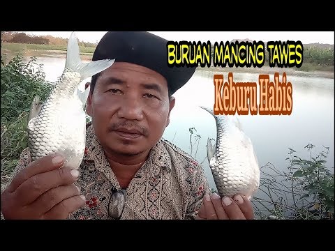 Balapan mancing ikan tawes