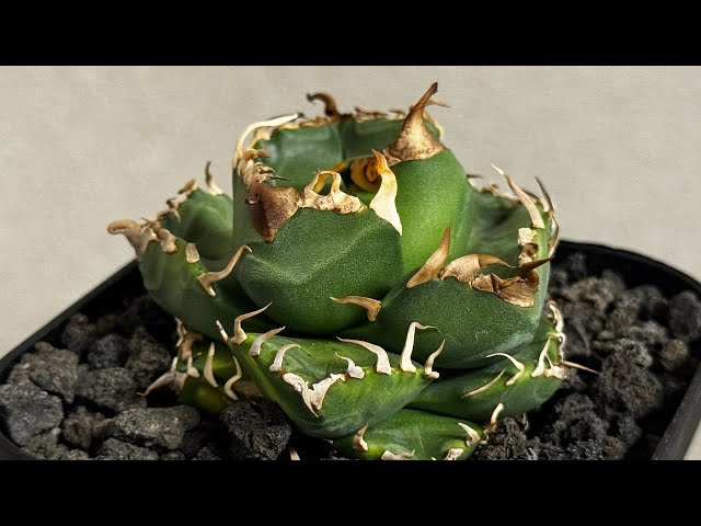 アガベ アガベ 華厳 44cm - メルカリ