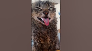 Cats Go Crazy For Catnip 🤣 #cat #catnip #entertaininganimals